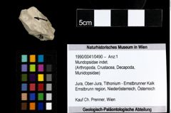 Foto (Objekt + Etiketten) von Mundopsidae indet. 